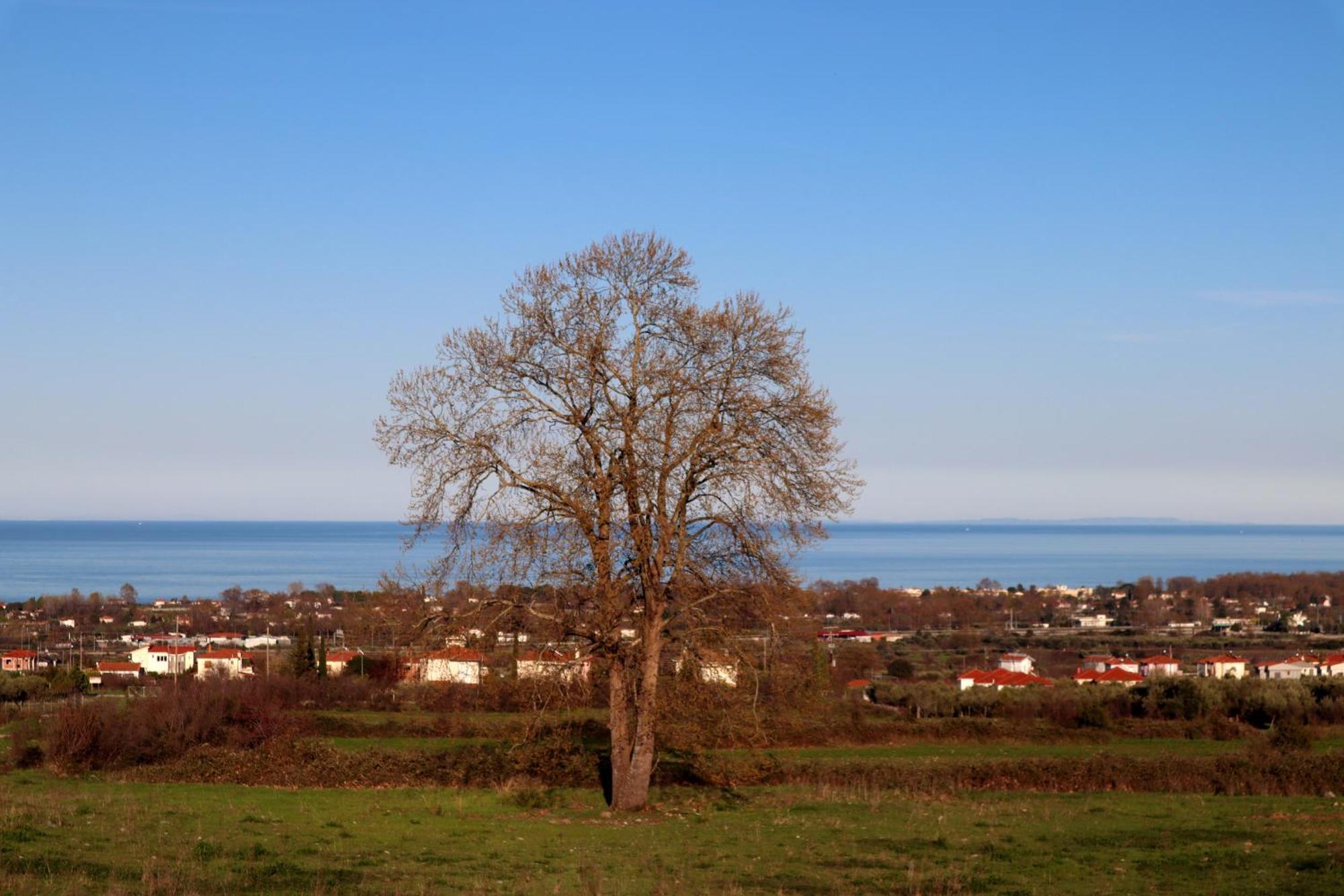 Elioj House Βίλα Λεπτοκαρυά Δωμάτιο φωτογραφία